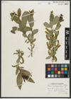 Foto von Salix myrtillifolia Anderson